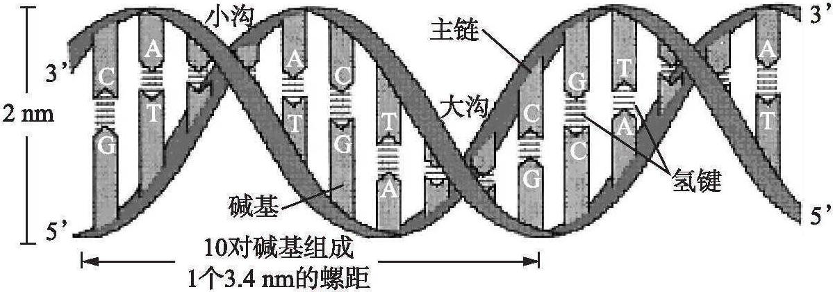 第三節(jié) DNA的結(jié)構(gòu)和功能